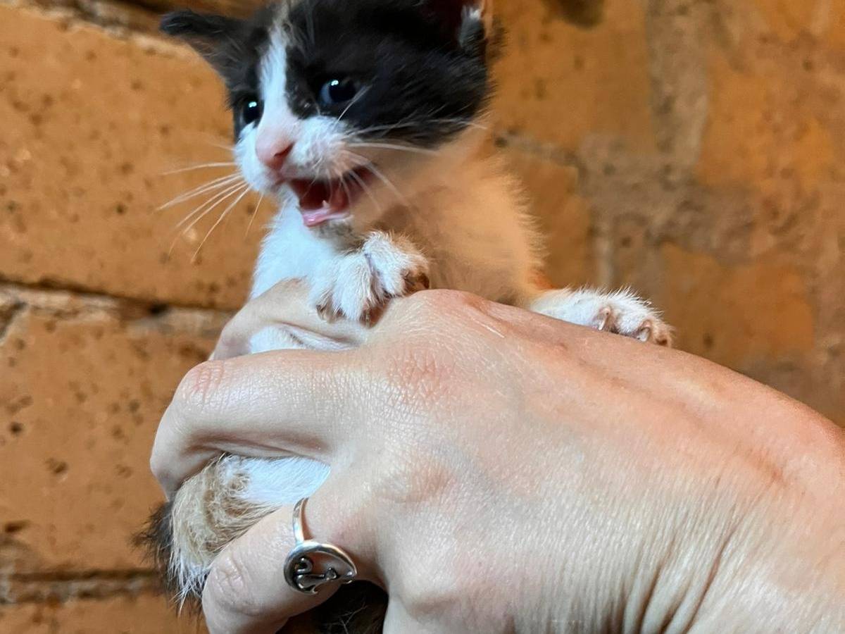 Adozione gatto, femmina, Razza sconosciuta Razza sconosciuta, 1 mesi, taglia non valida, Roma
