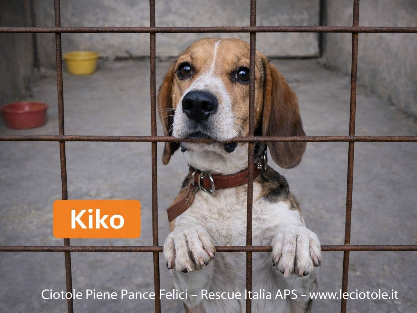 Adozione cane, maschio, Beagle  Razza sconosciuta, 2 anni, taglia piccola, Catania