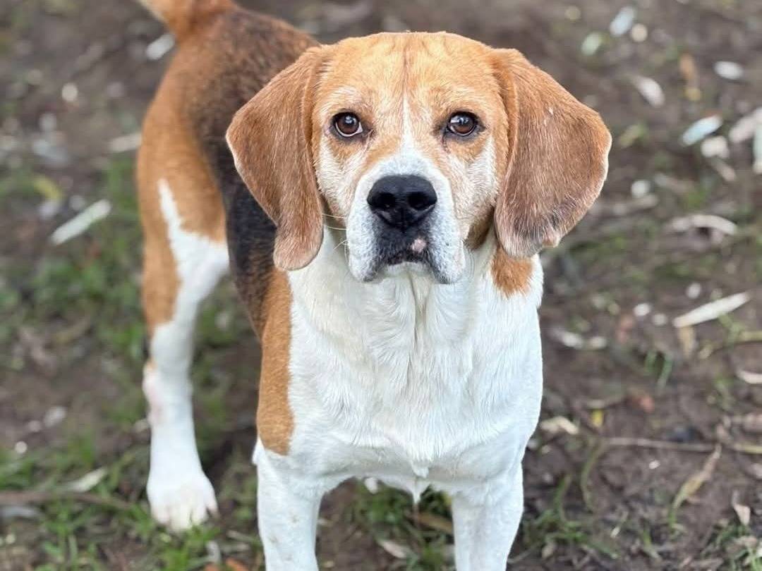 Adozione cane, maschio, Beagle  Razza sconosciuta, 6 anni, taglia media contenuta, Varese