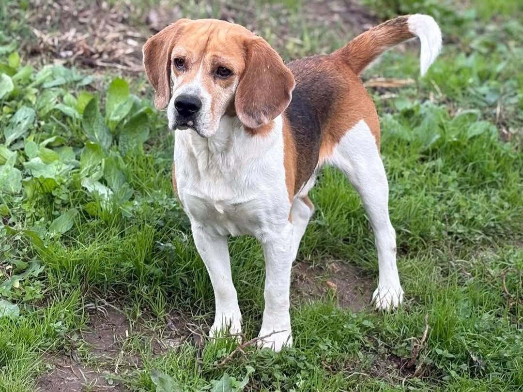 Adotta un cane, maschio, 6 anni, Varese