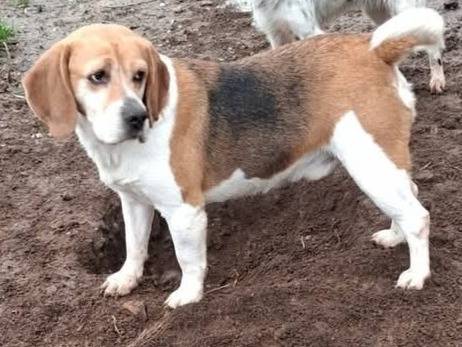 Adotta un cane, taglia media contenuta, maschio, Varese