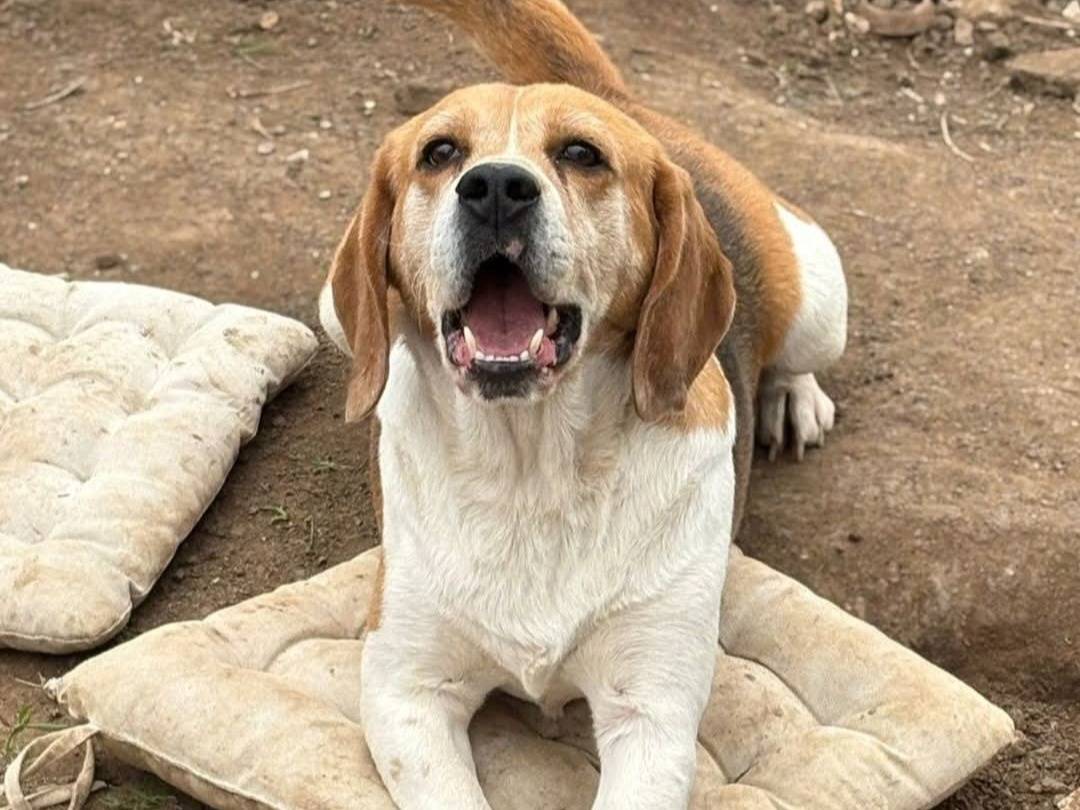 Vuoi adottare un cane a Varese?