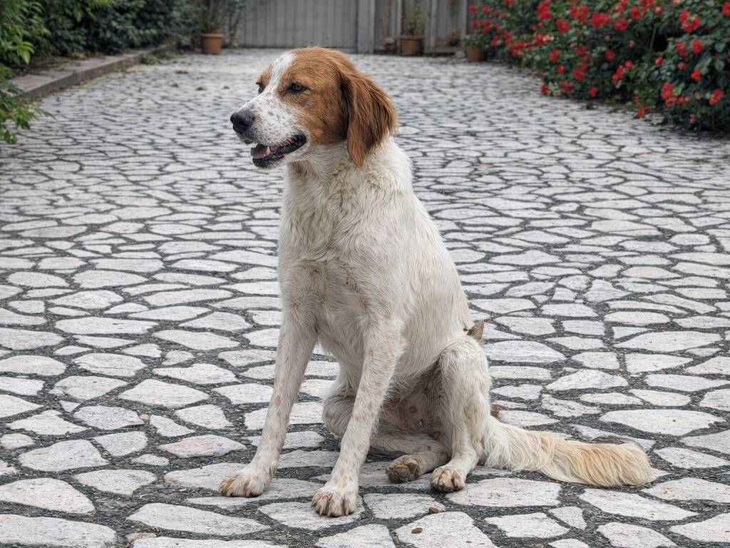 Adotta un cane, femmina, 2 anni, Avellino