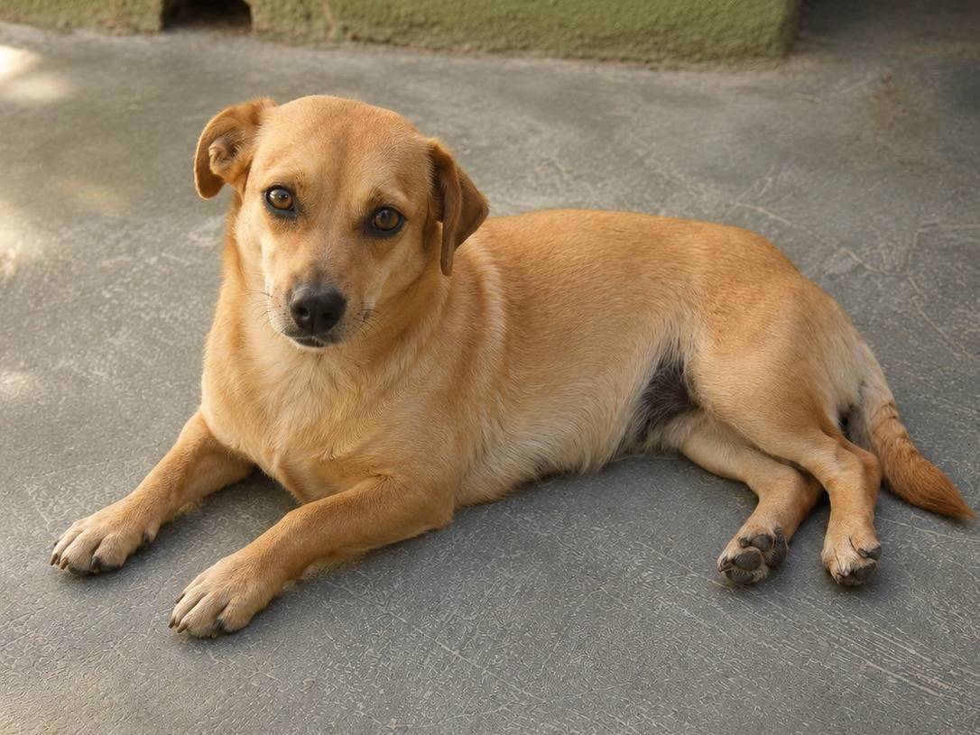 Adotta un cane, femmina, 2 anni e 2 mesi, Caserta