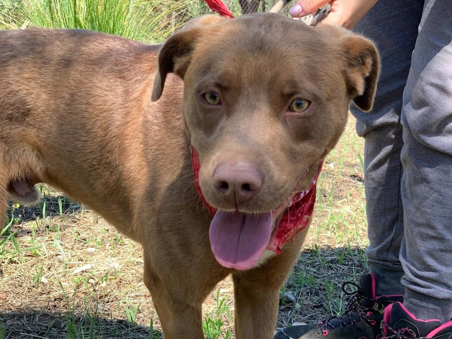 Adotta un cane, maschio, 2 anni e 3 mesi, Latina