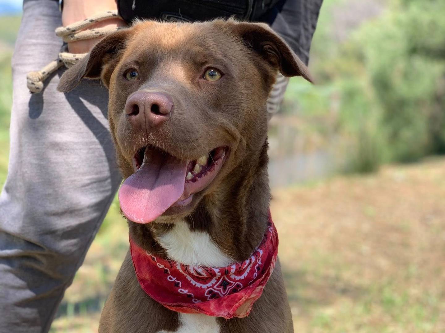 Adotta un cane, taglia media, maschio, Latina