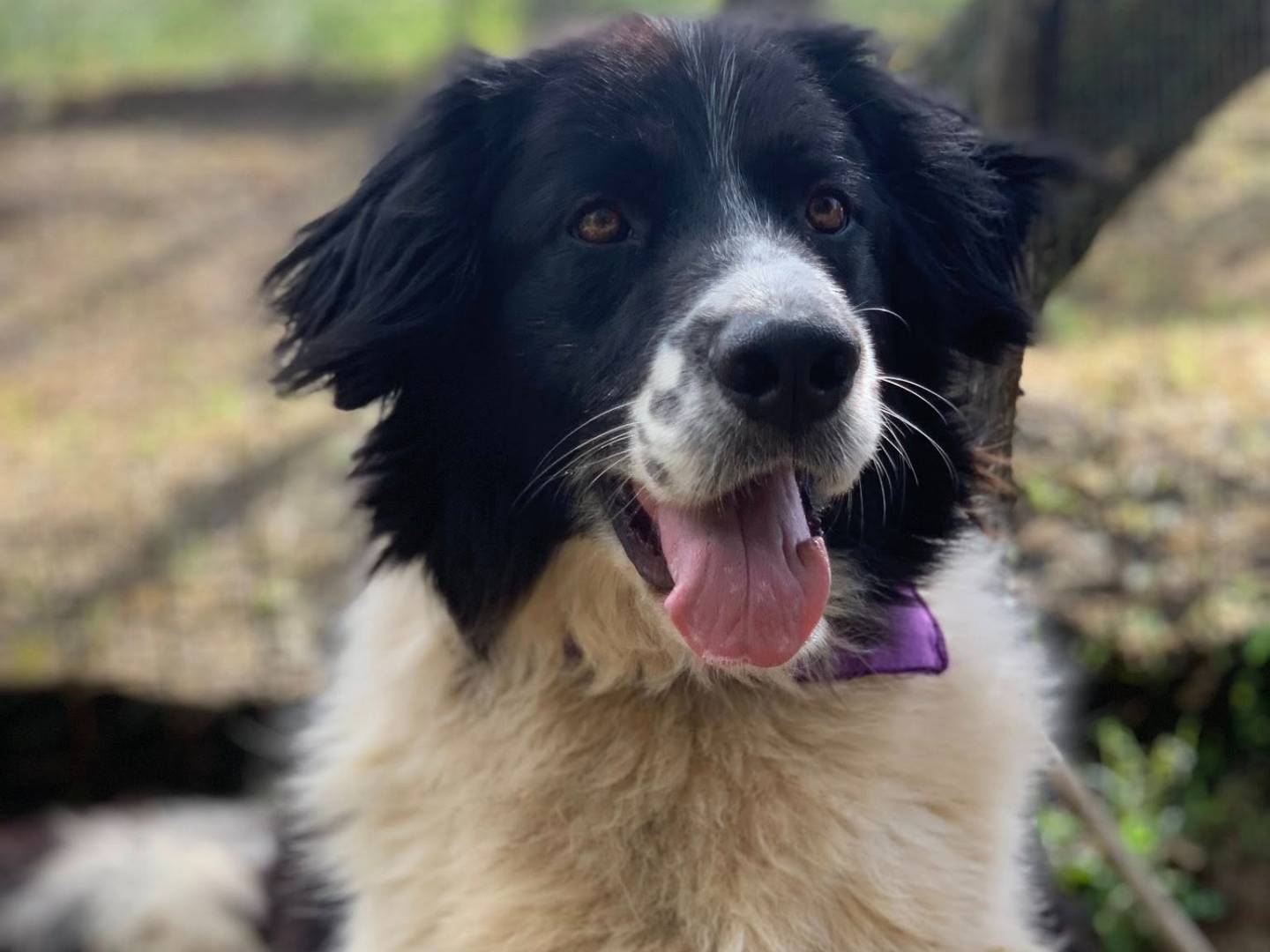 Adotta un cane, femmina, 4 anni e 1 mese, Latina