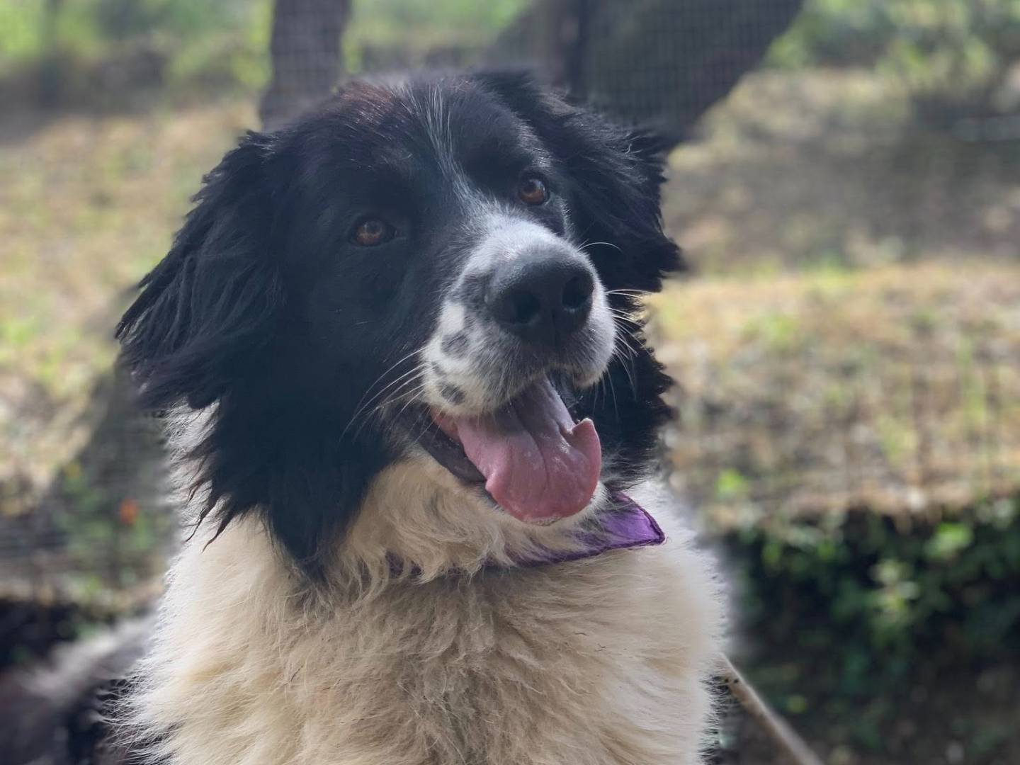 Adotta un cane, taglia grande, femmina, Latina