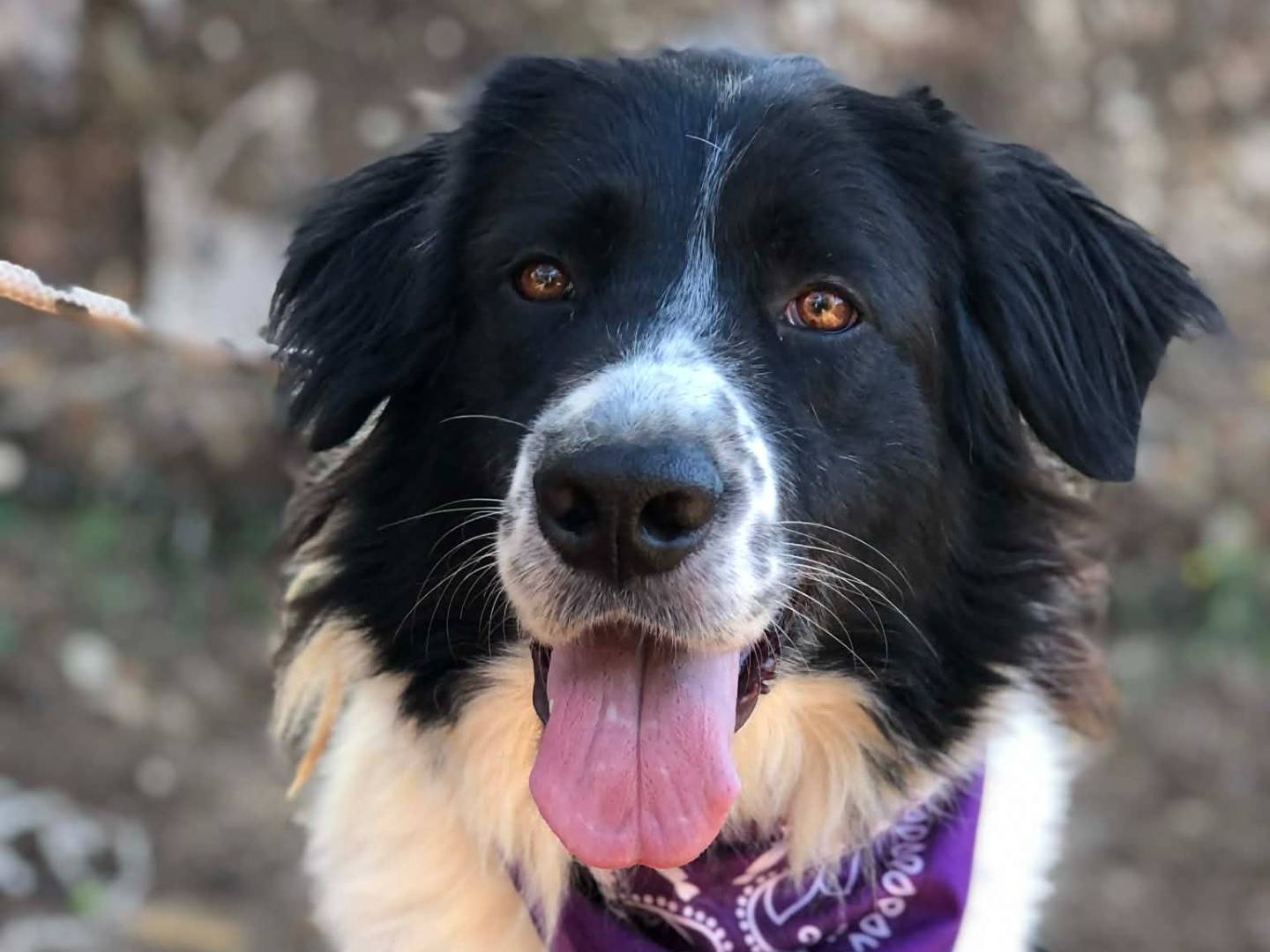 Adotta il cane Samira a Latina