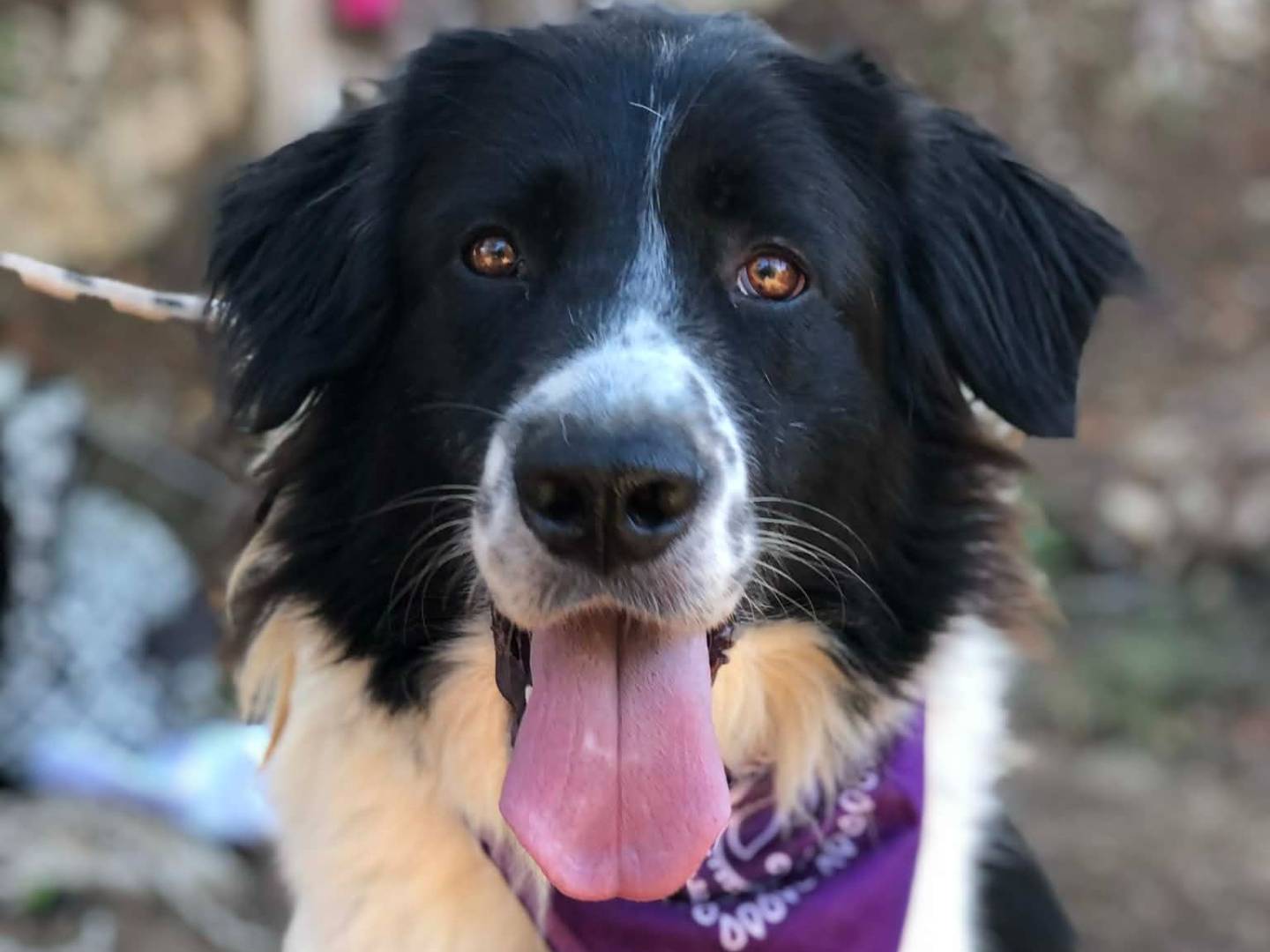 Adozione cane, femmina, Razza sconosciuta Razza sconosciuta, 4 anni e 1 mese, taglia grande, Latina