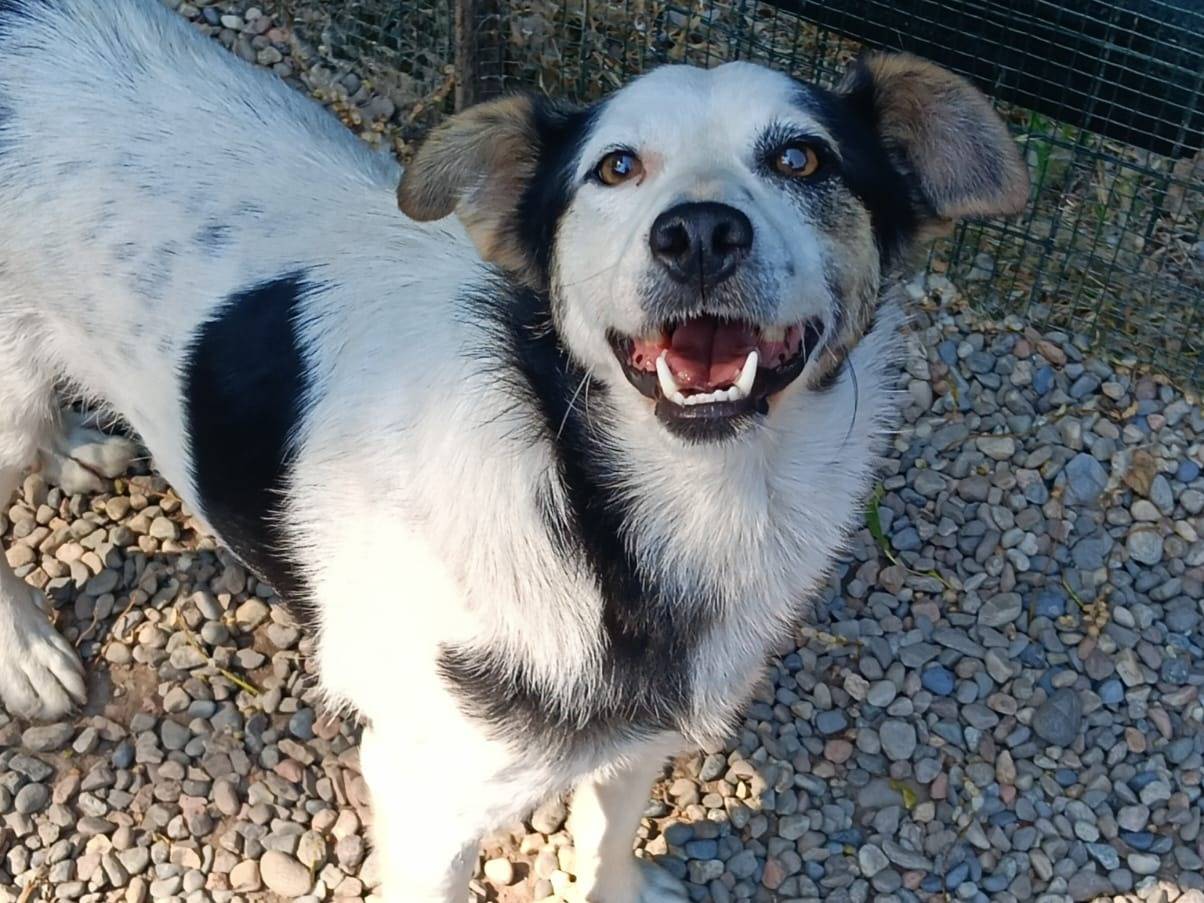 Adozione cane, maschio, Razza sconosciuta Razza sconosciuta, 2 anni e 2 mesi, taglia piccola, Varese