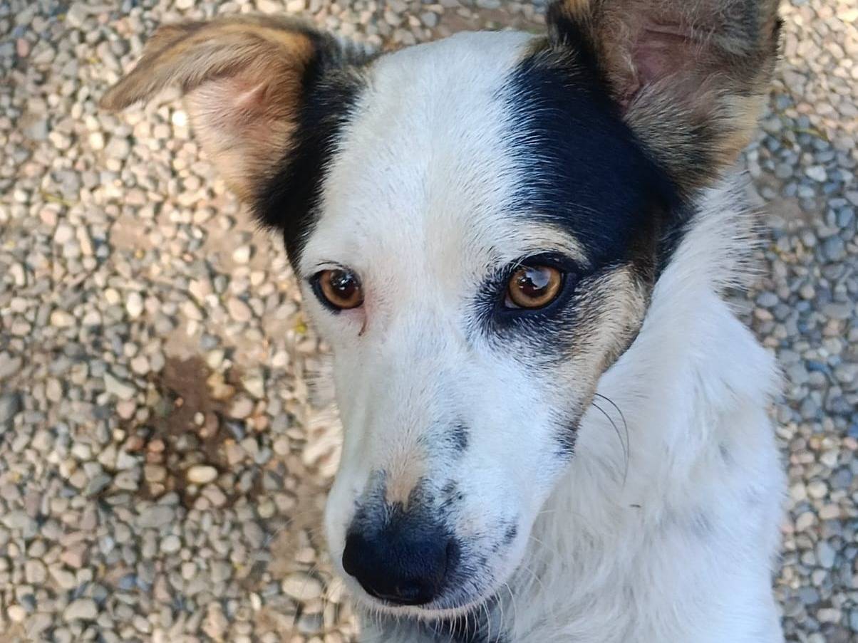 Adotta un cane, taglia piccola, maschio, Varese