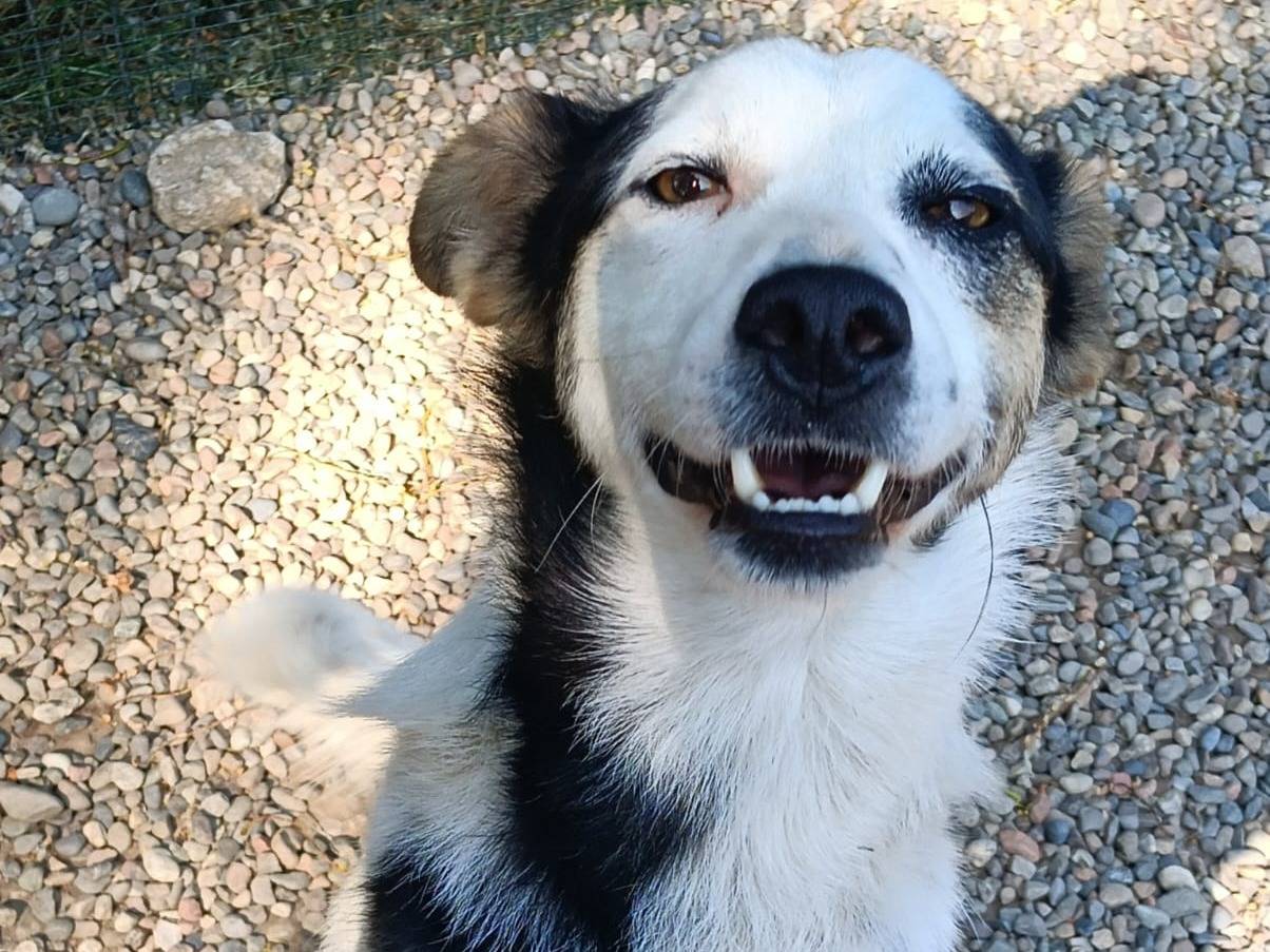 Vuoi adottare un cane a Varese?