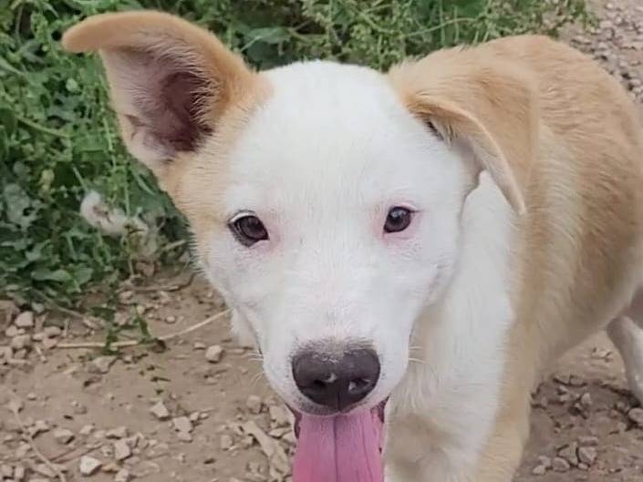 Adozione cane, maschio, Razza sconosciuta Razza sconosciuta, 3 mesi, taglia media, Ragusa