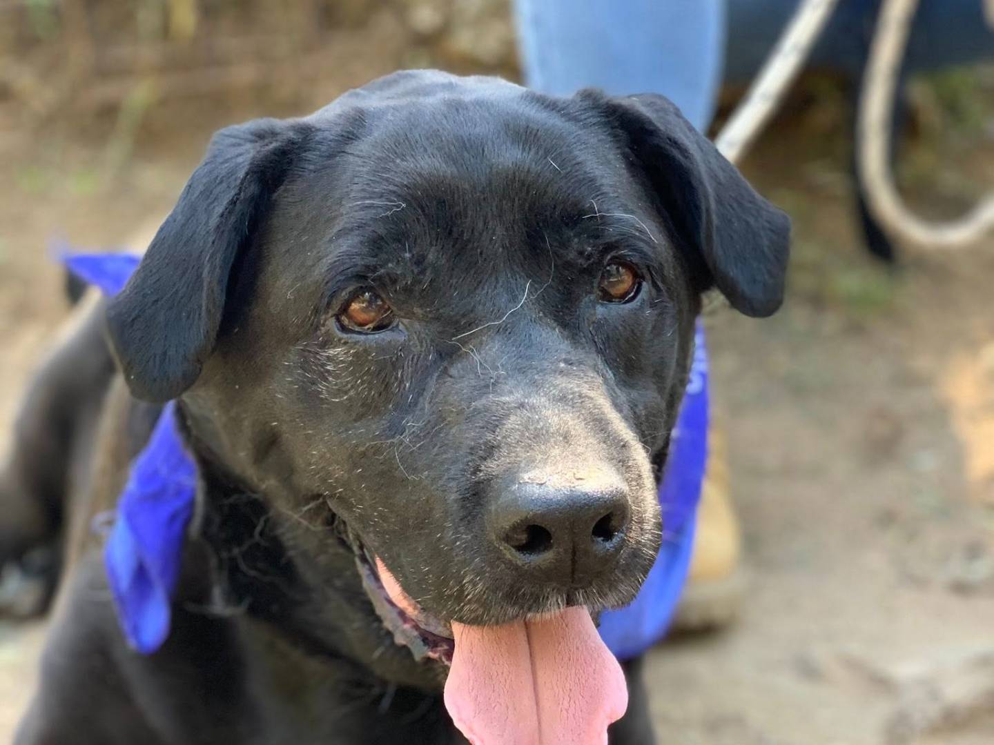 Adozione cane, maschio, Razza sconosciuta Razza sconosciuta, 13 anni, taglia grande, Latina