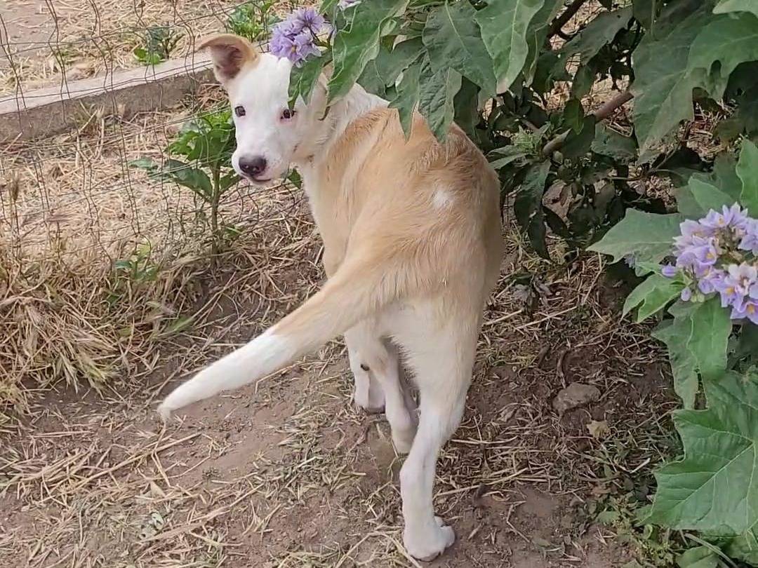 Adotta un cane, maschio, 3 mesi, Ragusa