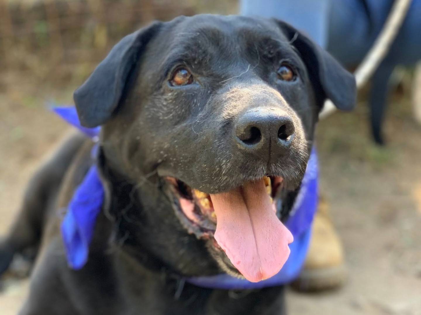 Adotta un cane, maschio, 13 anni, Latina