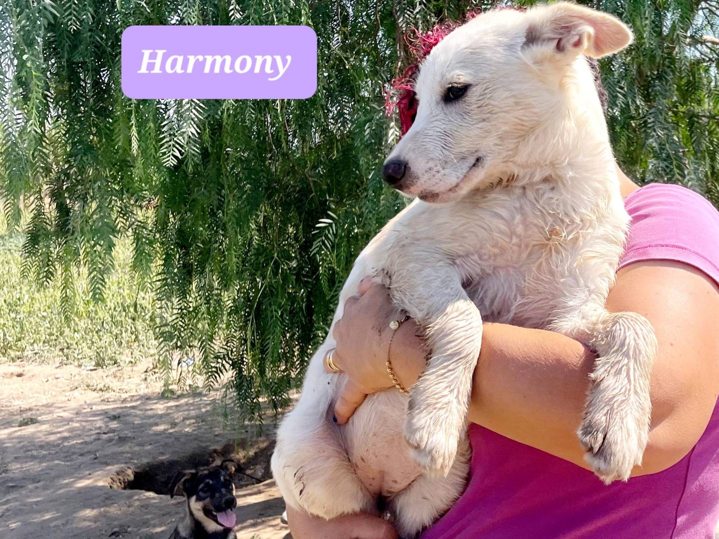 Adozione cane, femmina, Razza sconosciuta Razza sconosciuta, 3 mesi, taglia media, Ragusa