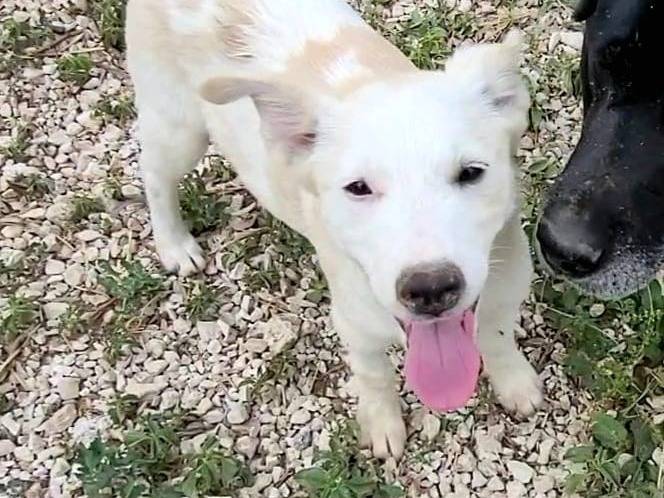 Adotta un cane, femmina, 3 mesi, Ragusa