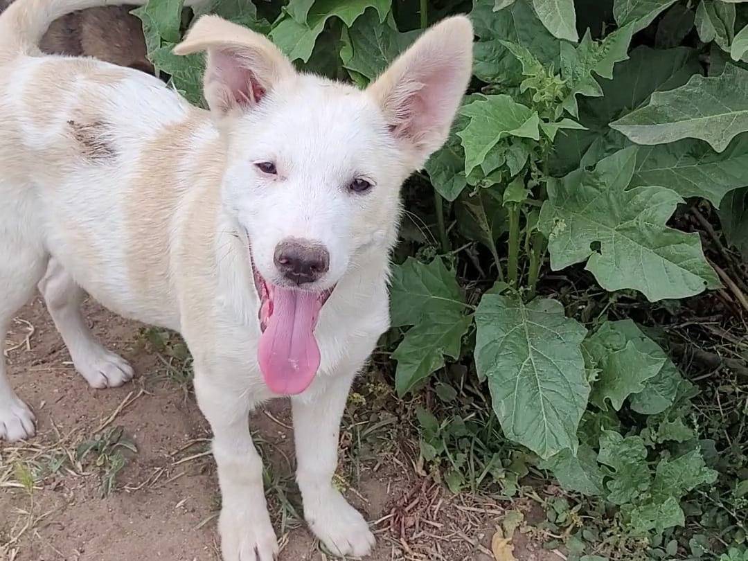 Adotta un cane, taglia media, femmina, Ragusa