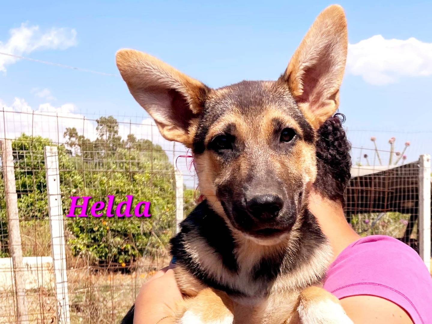 Adozione cane, femmina, Pastore tedesco Razza sconosciuta, 3 mesi, taglia grande, Ragusa