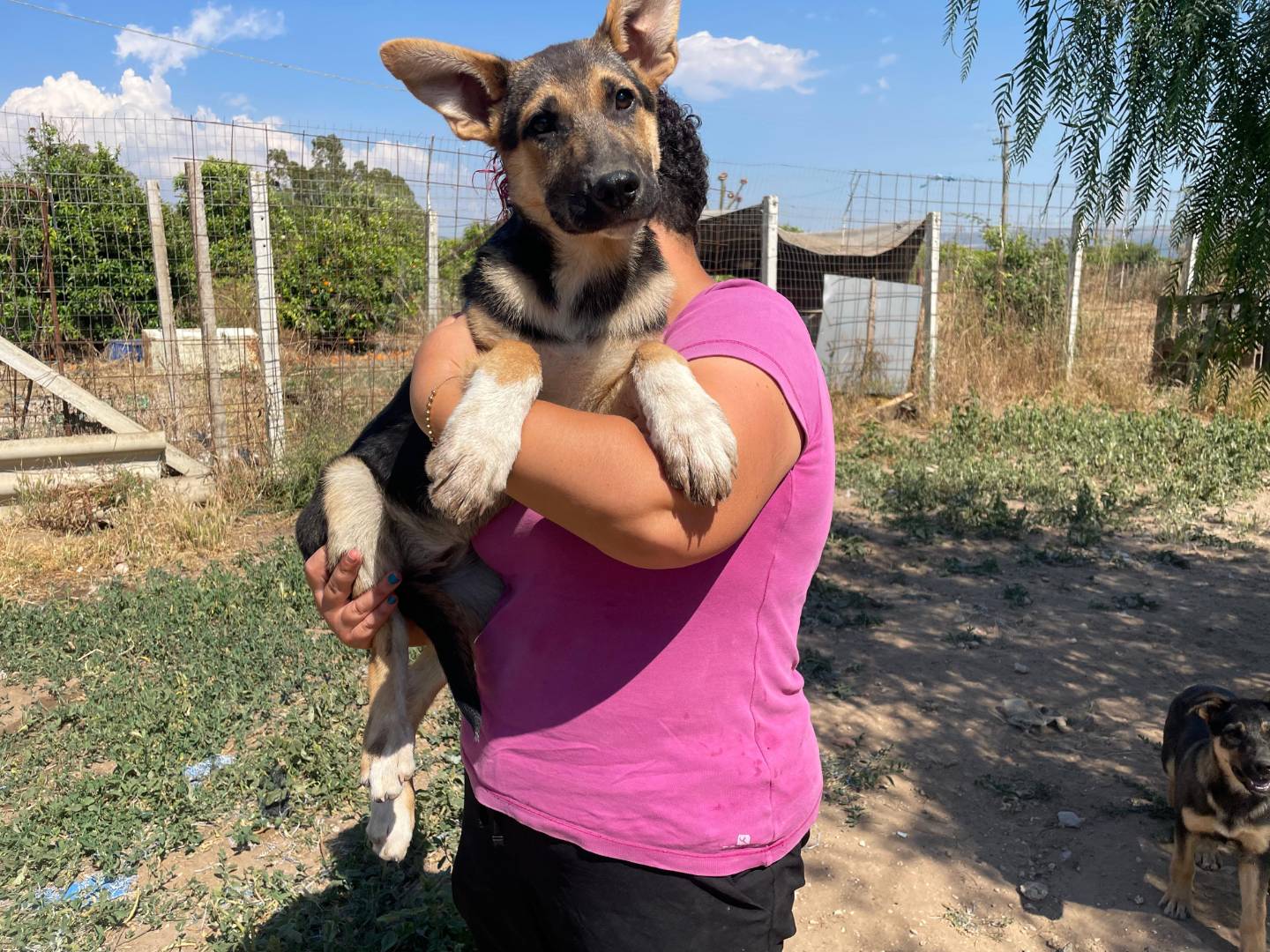 Adotta un cane, femmina, 3 mesi, Ragusa