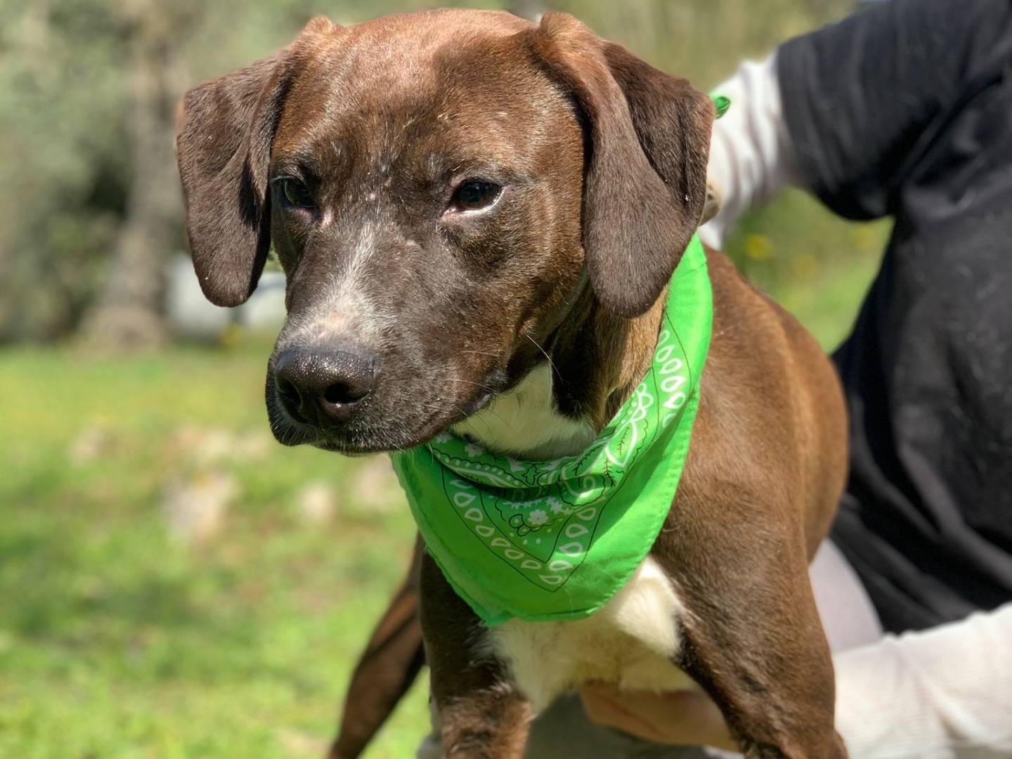Adozione cane, femmina, Razza sconosciuta Razza sconosciuta, 2 anni e 10 mesi, taglia media, Latina