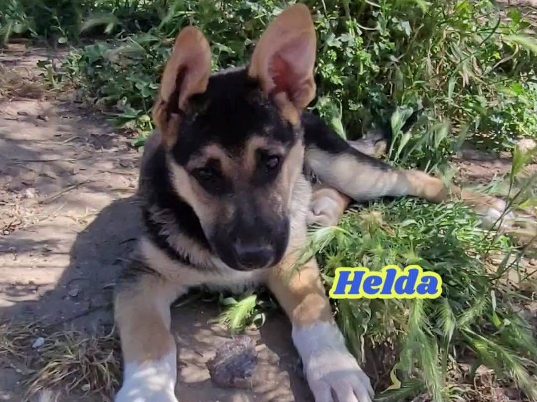 Vuoi adottare un cane a Ragusa?