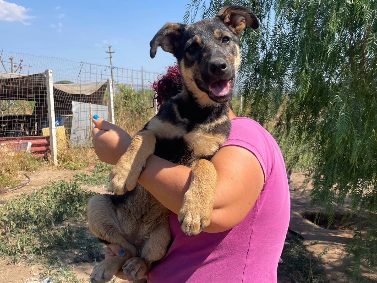 Adozione cane, femmina, Pastore tedesco Razza sconosciuta, 3 mesi, taglia grande, Ragusa