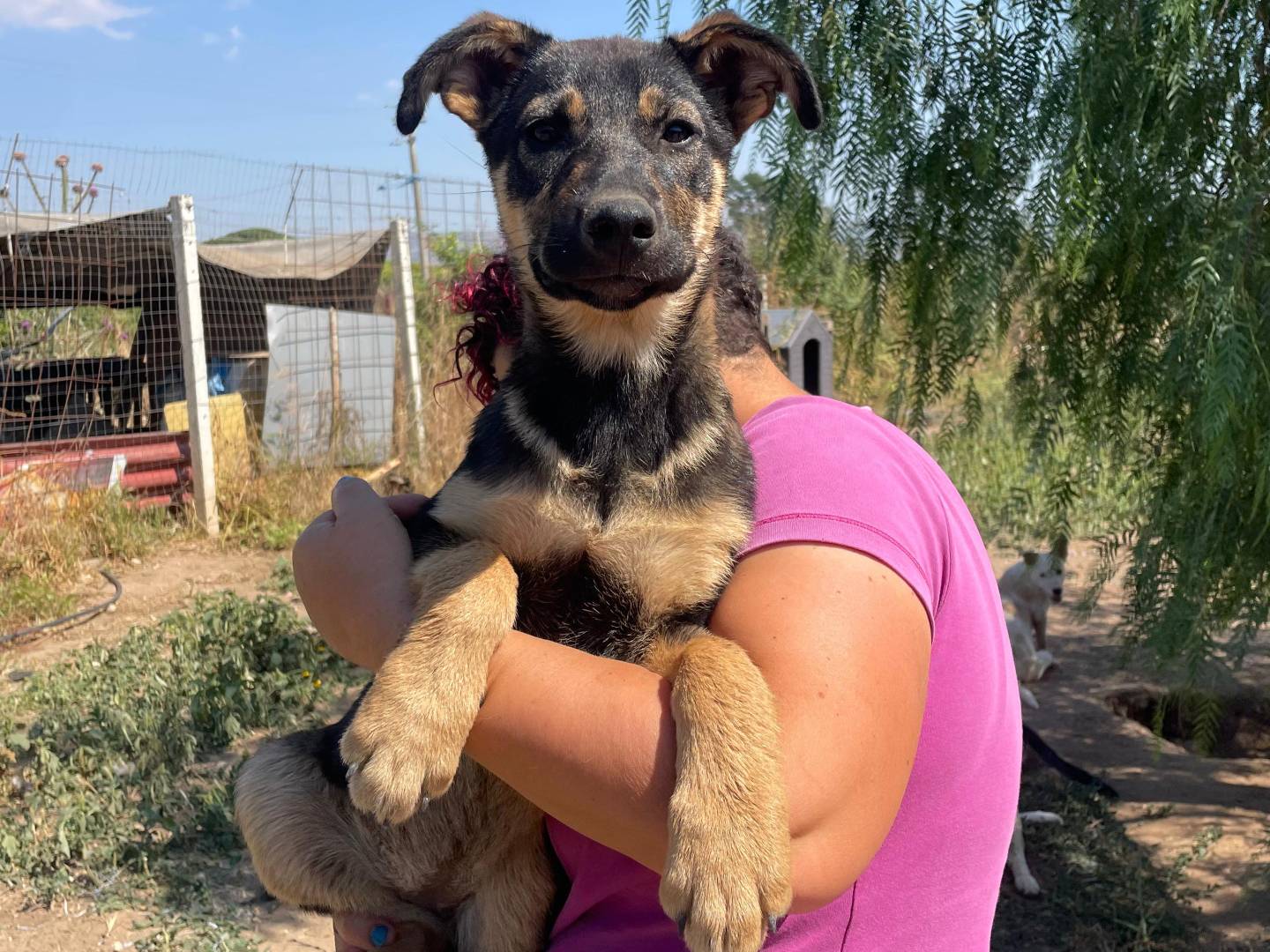 Adotta un cane, femmina, 3 mesi, Ragusa