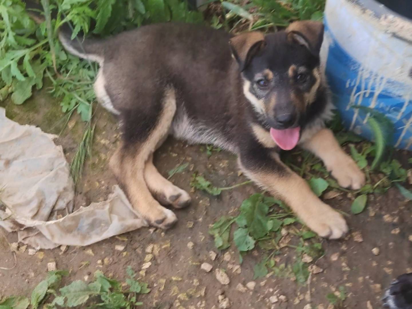 Adotta un cane, taglia grande, femmina, Ragusa