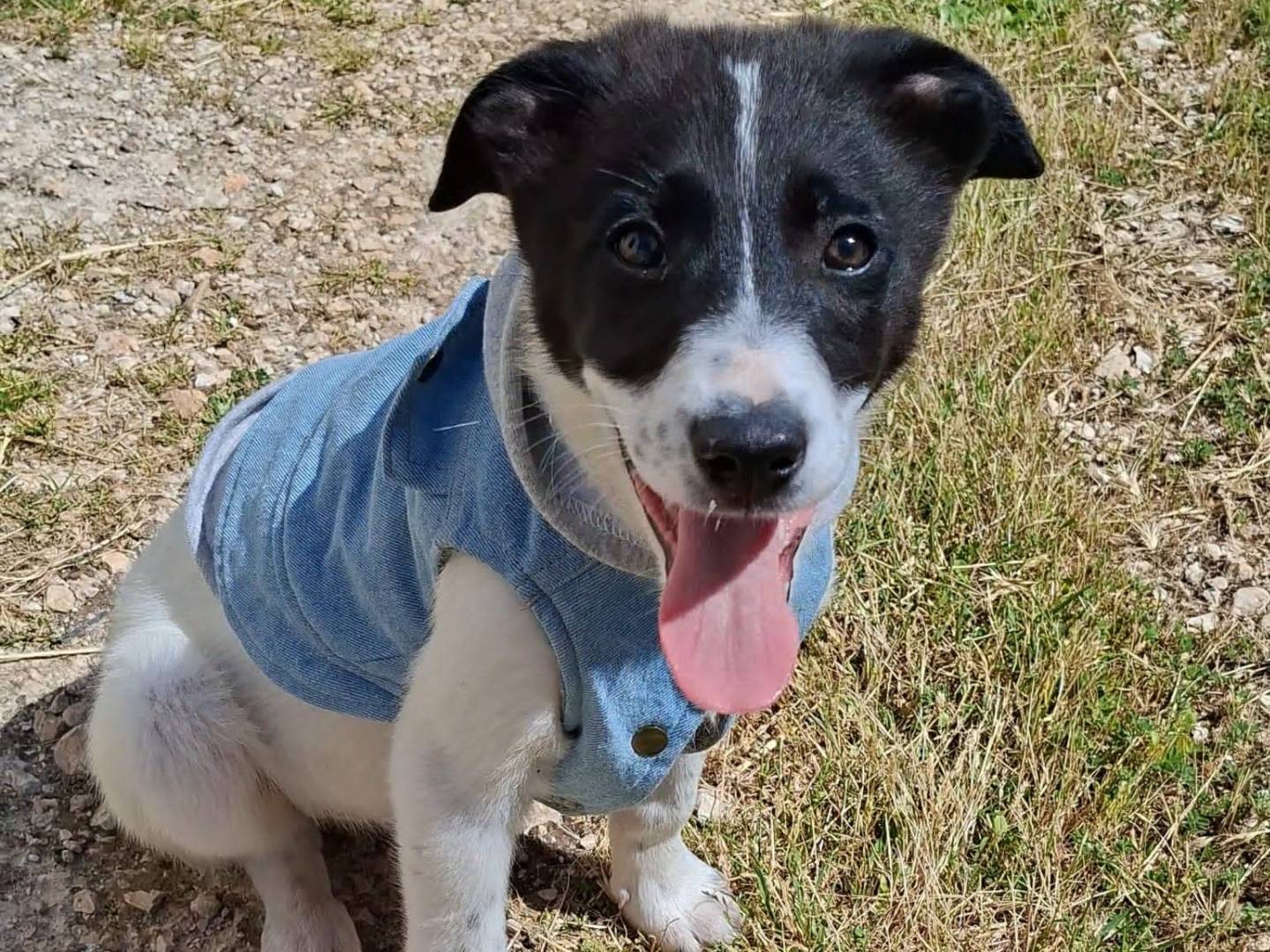 Adozione cane, maschio, Razza sconosciuta Razza sconosciuta, 2 mesi, taglia media, Bari