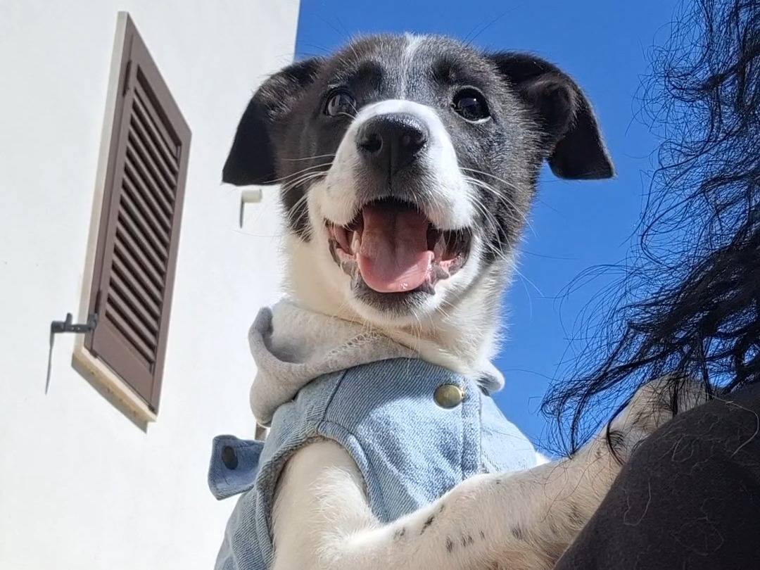 Adotta un cane, taglia media, maschio, Bari