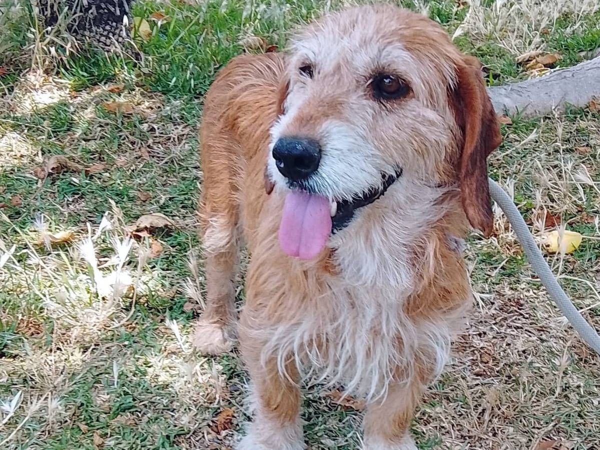Adozione cane, femmina, Spinone Bassotto, 7 anni e 8 mesi, taglia media, Siracusa