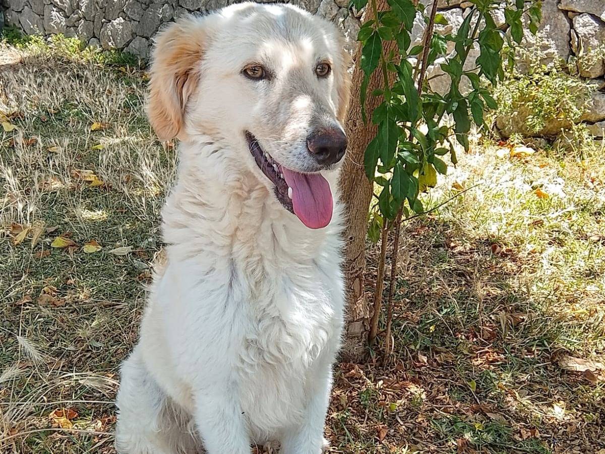 Adozione cane, maschio, Cocker Spaniel Razza sconosciuta, 1 anno, taglia media, Siracusa