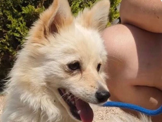 Adozione cane, maschio, Razza sconosciuta Razza sconosciuta, 9 mesi, taglia piccola, Bari