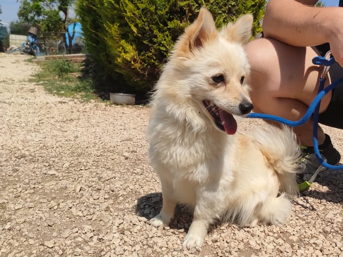 Adotta un cane, maschio, 9 mesi, Bari