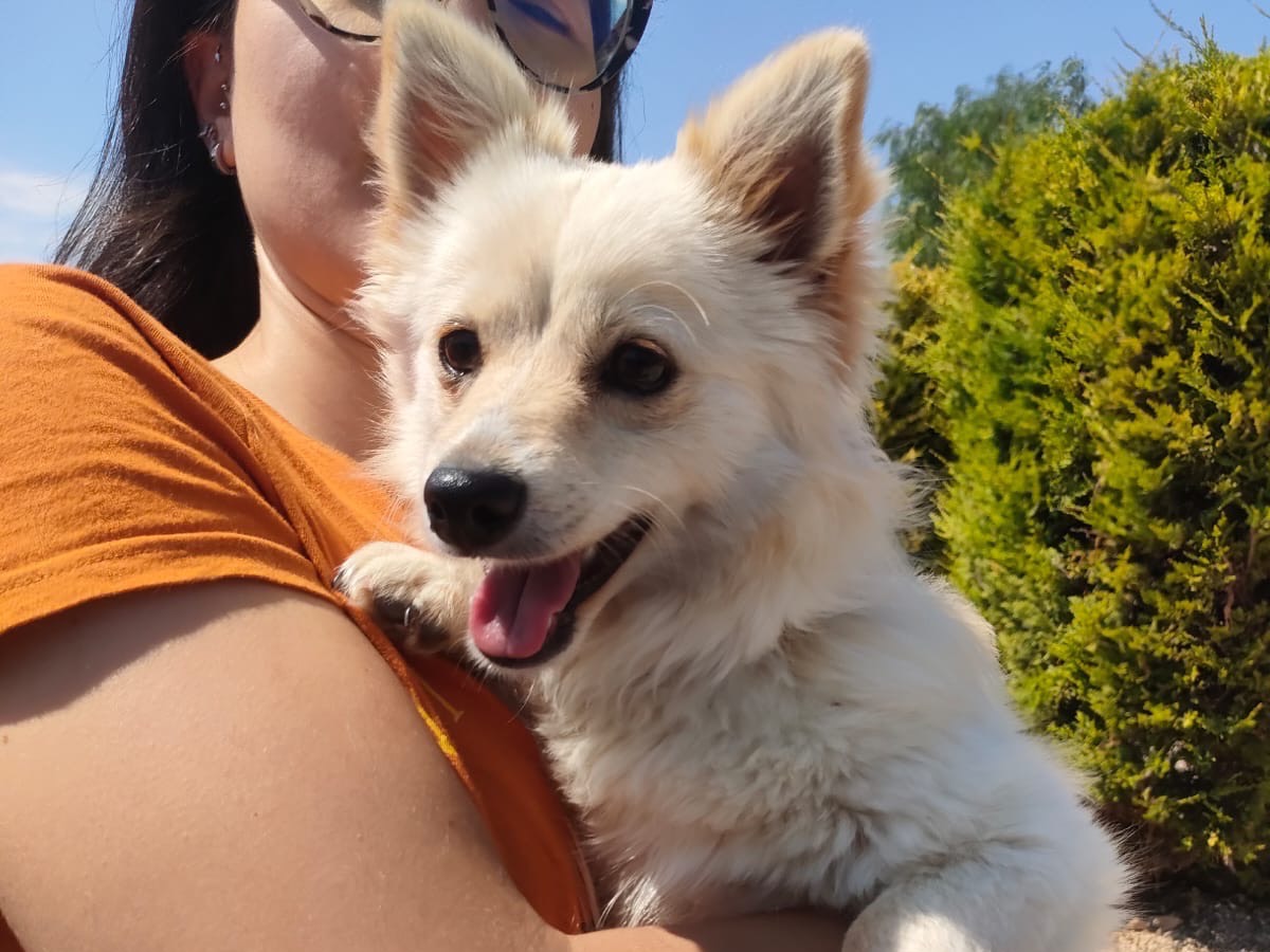 Adotta un cane, taglia piccola, maschio, Bari
