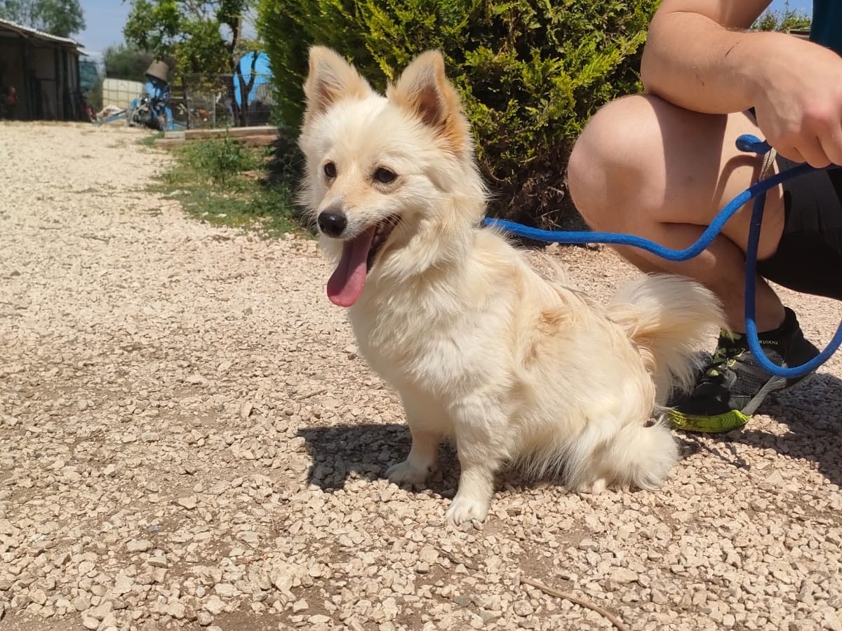 Vuoi adottare un cane a Bari?
