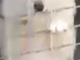 Adotta il cane Lillino  a Bari