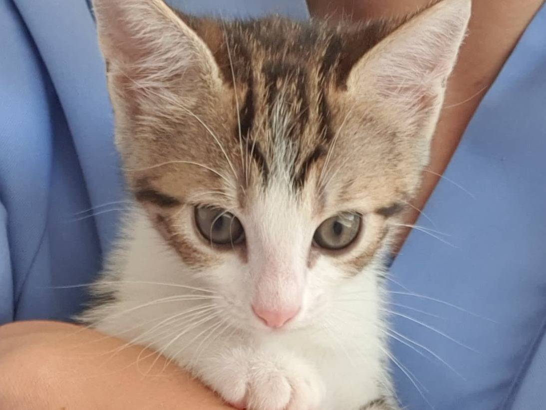 Adozione gatto, femmina, Razza sconosciuta Razza sconosciuta, 1 mesi, taglia non valida, Roma
