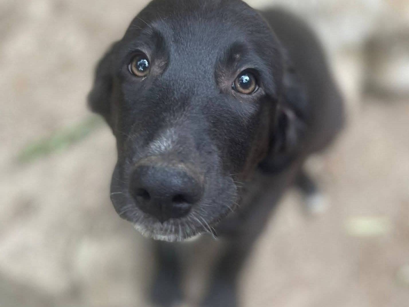 Adozione cane, maschio, Razza sconosciuta Razza sconosciuta, 2 mesi, taglia media, Frosinone