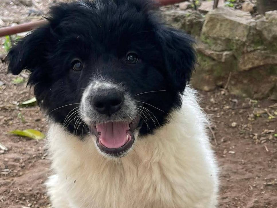 Adotta un cane, femmina, 2 mesi, Frosinone