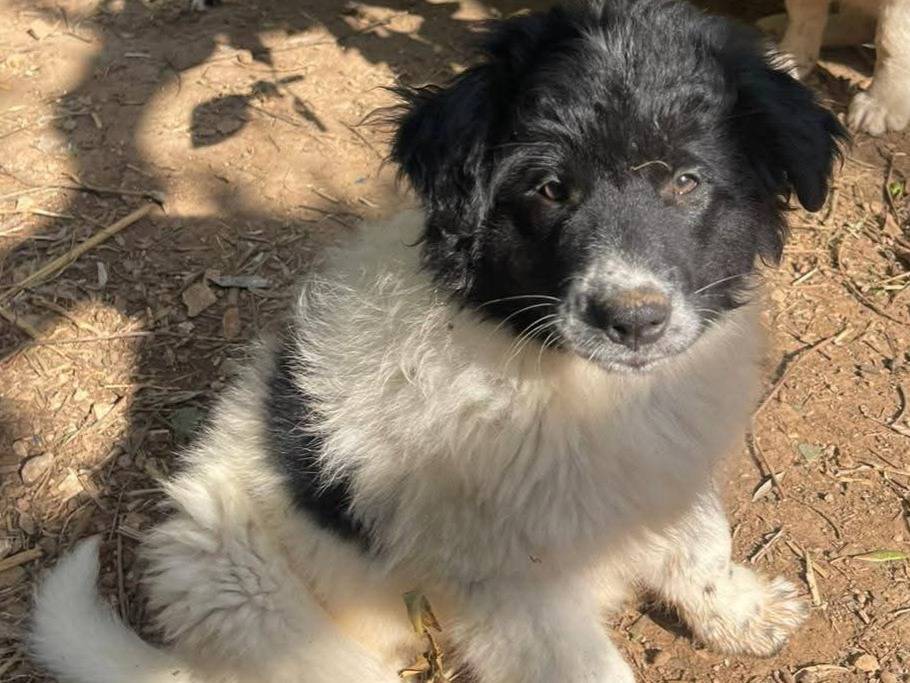 Adozione cane, femmina, Razza sconosciuta Razza sconosciuta, 2 mesi, taglia media, Frosinone