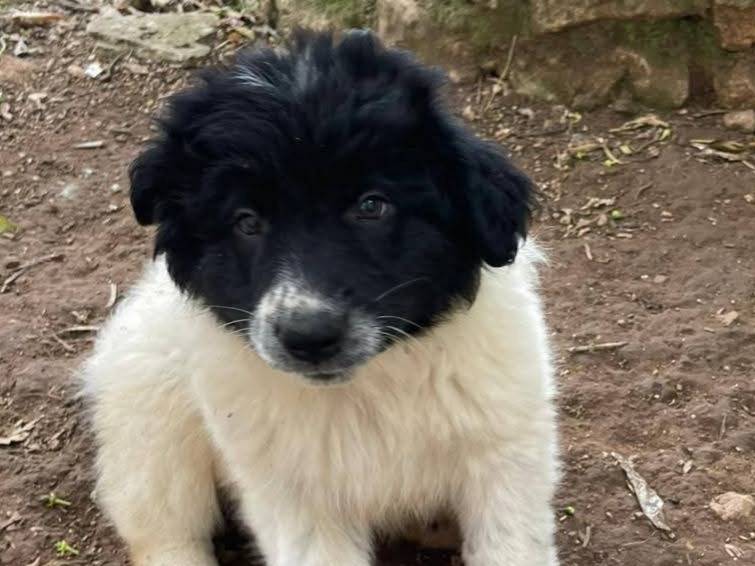 Adotta un cane, taglia media, femmina, Frosinone