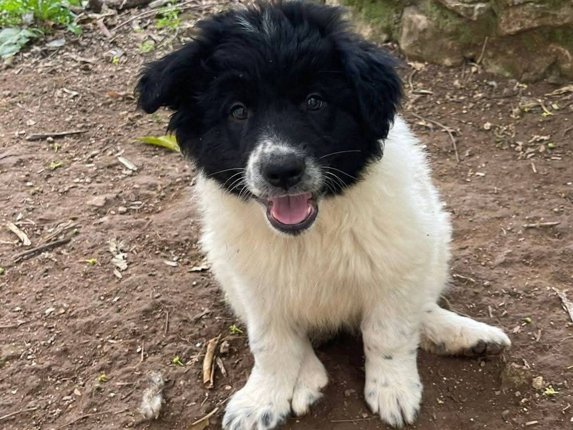 Vuoi adottare un cane a Frosinone?