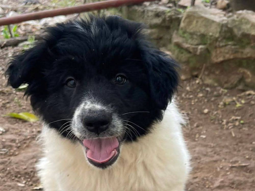 Adotta il cane Mimì a Frosinone