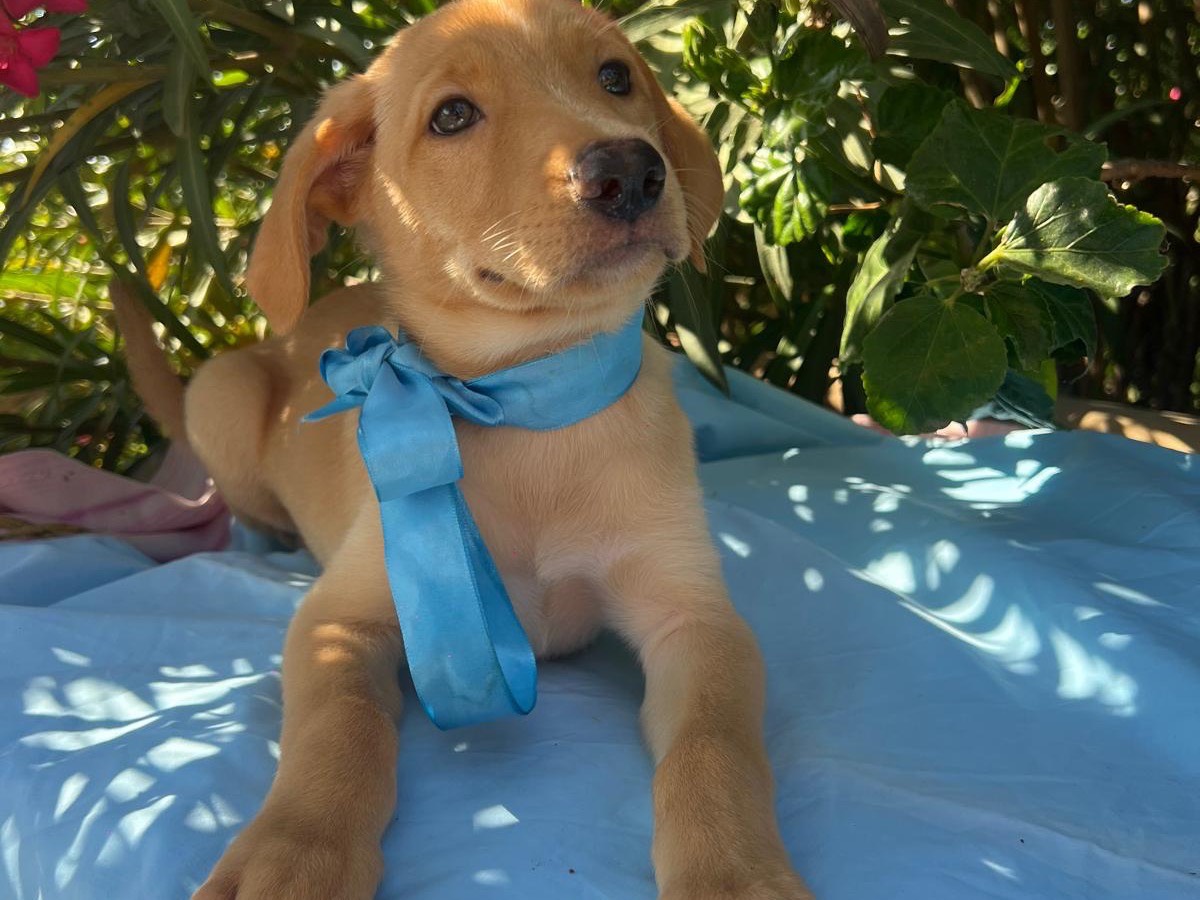 Adozione cane, maschio, Golden Retriever Razza sconosciuta, 1 mesi, taglia media, Siracusa