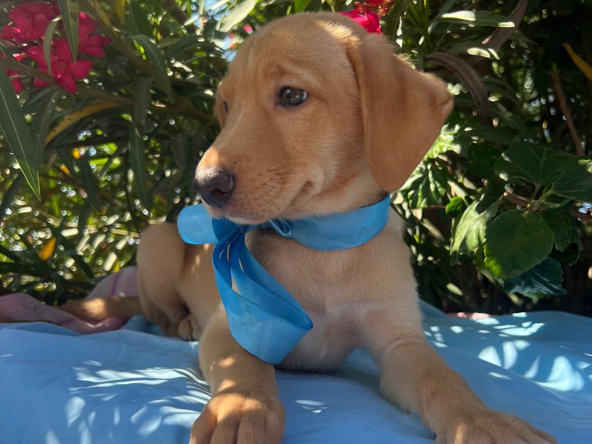 Adotta un cane, maschio, 1 mesi, Siracusa