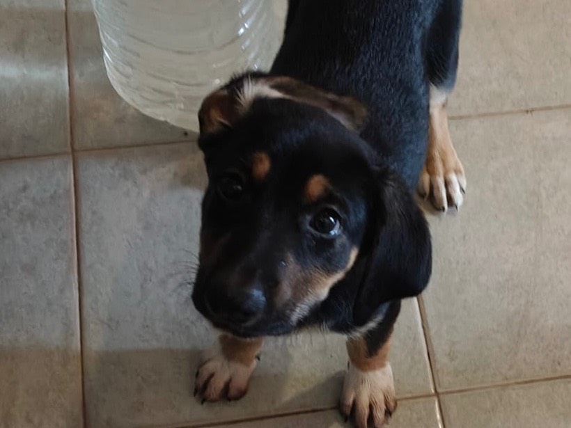 Vuoi adottare un cane a Crotone?